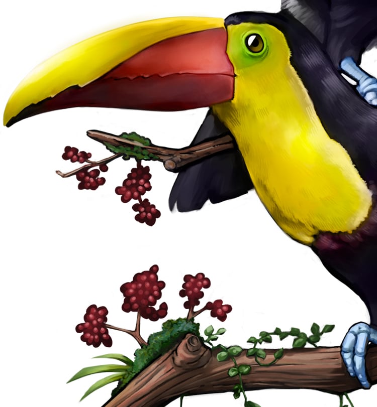 Detalle de la ilustración de dos tucanes de pecho amarillo