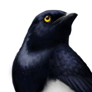 Detalle de la pintura digital de un ave