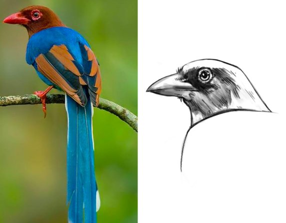  Cómo dibujar pájaros en Photoshop