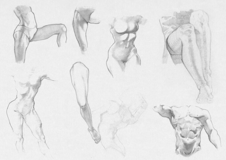 Bocetos anatómicos de distintas partes del cuerpo, hechos con lápiz grafito