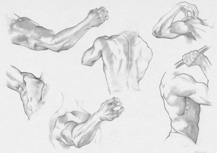 Bocetos anatómicos de brazos y espalda