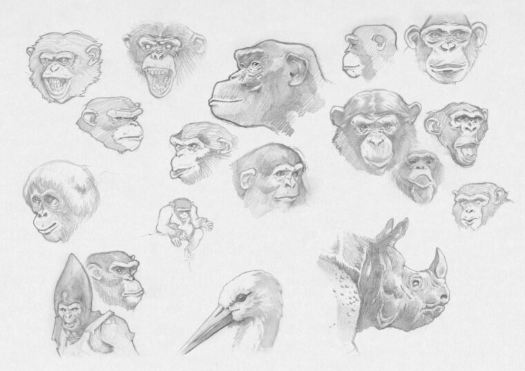 Varios pequeños bocetos de simios y otros animales