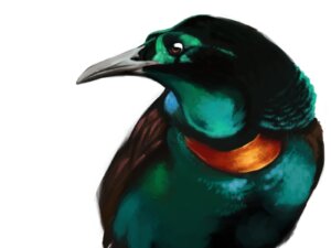 Pintura digital de ave del paraíso Astrapia spledidissima